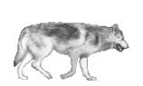 77420d90de_7491564_o2.gif