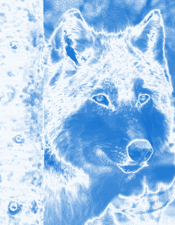 BlueWolf1.gif