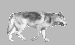 77420d90de_7491564_o2.gif